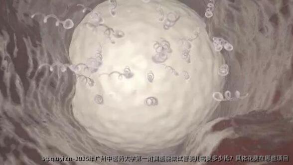 2025年广州中医药大学第一附属医院做试管婴儿需要多少钱？具体花费在哪些项目